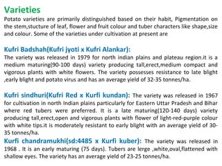Varieties
Potato varieties are primarily distinguished based on their habit, Pigmentation on
the stem,stucture of leaf, flower and fruit colour and tuber characters like shape,size
and colour. Some of the varieties under cultivation at present are
Kufri Badshah(Kufri jyoti x Kufri Alankar):
The variety was released in 1979 for north indian plains and plateau region.it is a
medium maturing(90-100 days) variety producing tall,erect,medium compact and
vigorous plants with white flowers. The variety possesses resistance to late blight
,early blight and potato virus and has an average yield of 32-35 tonnes/ha.
Kufri sindhuri(Kufri Red x Kurfi kundan): The variety was released in 1967
for cultivation in north Indian plains particularly for Eastern Uttar Pradesh and Bihar
where red tubers were preferred. It is a late maturing(120-140 days) variety
producing tall,erect,open and vigorous plants with flower of light-red-purple colour
with white tips.it is moderately resistant to early blight with an average yield of 30-
35 tonnes/ha.
Kurfi chandramukhi(sd:4485 x Kurfi kuber): The variety was released in
1968 . It is an early maturing (75 days). Tubers are lerge ,white,oval,flattened with
shallow eyes. The variety has an average yield of 23-25 tonnes/ha.
 