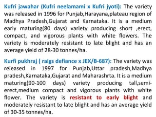 Kufri jawahar (Kufri neelamami x Kufri jyoti): The variety
was released in 1996 for Punjab,Harayana,plateau region of
Madhya Pradesh,Gujarat and Karnataka. It is a medium
early maturing(80 days) variety producing short ,erect,
compact, and vigorous plants with white flowers. The
variety is moderately resistant to late blight and has an
average yield of 28-30 tonnes/ha.
Kurfi pukhraj ( raigs defiance x JEX/B-687): The variety was
released in 1997 for Punjab,Uttar pradesh,Madhya
pradesh,Karnataka,Gujarat and Maharashrta. It is a medium
maturing(90-100 days) variety producing tall,semi-
erect,medium compact and vigorous plants with white
flower. The variety is resistant to early blight and
moderately resistant to late blight and has an average yield
of 30-35 tonnes/ha.
 