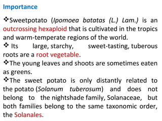 Importance
Sweetpotato (Ipomoea batatas (L.) Lam.) is an
outcrossing hexaploid that is cultivated in the tropics
and warm-temperate regions of the world.
 Its large, starchy, sweet-tasting, tuberous
roots are a root vegetable.
The young leaves and shoots are sometimes eaten
as greens.
The sweet potato is only distantly related to
the potato (Solanum tuberosum) and does not
belong to the nightshade family, Solanaceae, but
both families belong to the same taxonomic order,
the Solanales.
 
