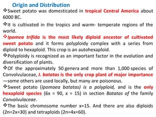 Origin and Distribution
Sweet potato was domesticated in tropical Central America about
6000 BC.
It is cultivated in the tropics and warm- temperate regions of the
world.
Ipomea  trifida is the most likely diploid ancestor of cultivated
sweet potato and it forms polyploidy complex with a series from
diploid to hexaploid. This crop is an autohexaploid.
Polyploidy is recognized as an important factor in the evolution and
diversification of plants.
Of the approximately 50 genera and more than 1,000 species of
Convolvulaceae, I. batatas is the only crop plant of major importance
—some others are used locally, but many are poisonous.
Sweet potato (Ipomoea batatas) is a polyploid, and is the only
hexaploid species (6x = 90, x = 15) in section Batatas of the family
Convolvulaceae.
The basic chromosome number x=15. And there are also diploids
(2n=2x=30) and tetraploids (2n=4x=60).
 