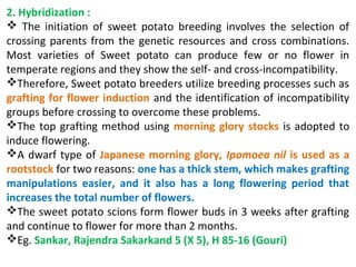 2. Hybridization :
 The initiation of sweet potato breeding involves the selection of
crossing parents from the genetic resources and cross combinations.
Most varieties of Sweet potato can produce few or no flower in
temperate regions and they show the self- and cross-incompatibility.
Therefore, Sweet potato breeders utilize breeding processes such as
grafting for flower induction and the identification of incompatibility
groups before crossing to overcome these problems.
The top grafting method using morning glory stocks is adopted to
induce flowering.
A dwarf type of Japanese morning glory, Ipomoea nil is used as a
rootstock for two reasons: one has a thick stem, which makes grafting
manipulations easier, and it also has a long flowering period that
increases the total number of flowers.
The sweet potato scions form flower buds in 3 weeks after grafting
and continue to flower for more than 2 months.
Eg. Sankar, Rajendra Sakarkand 5 (X 5), H 85-16 (Gouri)
 