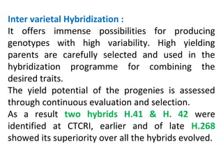 Inter varietal Hybridization :
It offers immense possibilities for producing
genotypes with high variability. High yielding
parents are carefully selected and used in the
hybridization programme for combining the
desired traits.
The yield potential of the progenies is assessed
through continuous evaluation and selection.
As a result two hybrids H.41 & H. 42 were
identified at CTCRI, earlier and of late H.268
showed its superiority over all the hybrids evolved.
 