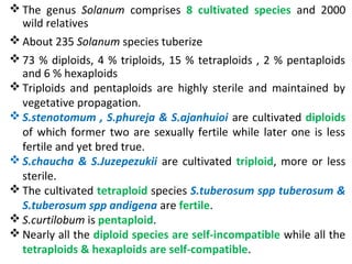  The genus Solanum comprises 8 cultivated species and 2000
wild relatives
 About 235 Solanum species tuberize
 73 % diploids, 4 % triploids, 15 % tetraploids , 2 % pentaploids
and 6 % hexaploids
 Triploids and pentaploids are highly sterile and maintained by
vegetative propagation.
 S.stenotomum , S.phureja & S.ajanhuioi are cultivated diploids
of which former two are sexually fertile while later one is less
fertile and yet bred true.
 S.chaucha & S.Juzepezukii are cultivated triploid, more or less
sterile.
 The cultivated tetraploid species S.tuberosum spp tuberosum &
S.tuberosum spp andigena are fertile.
 S.curtilobum is pentaploid.
 Nearly all the diploid species are self-incompatible while all the
tetraploids & hexaploids are self-compatible.
 