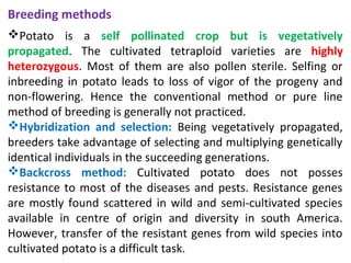 Breeding methods
Potato is a self pollinated crop but is vegetatively
propagated. The cultivated tetraploid varieties are highly
heterozygous. Most of them are also pollen sterile. Selfing or
inbreeding in potato leads to loss of vigor of the progeny and
non-flowering. Hence the conventional method or pure line
method of breeding is generally not practiced.
Hybridization and selection: Being vegetatively propagated,
breeders take advantage of selecting and multiplying genetically
identical individuals in the succeeding generations.
Backcross method: Cultivated potato does not posses
resistance to most of the diseases and pests. Resistance genes
are mostly found scattered in wild and semi-cultivated species
available in centre of origin and diversity in south America.
However, transfer of the resistant genes from wild species into
cultivated potato is a difficult task.
 