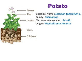 Potato
Botanical Name : Solanum tuberosum L.
Family : Solanaceae
Chromosome Number : 2n= 48
Origin : Tropical South America
 
