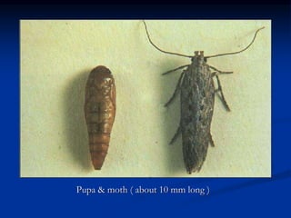 Popoti Insecte IPM - Potato pests | PPT