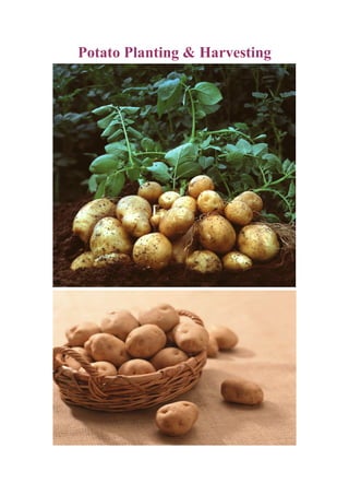 Potato Planting & Harvesting
 