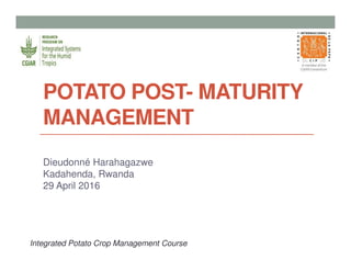 POTATO POST- MATURITY
MANAGEMENT
Dieudonné Harahagazwe
Kadahenda, Rwanda
29 April 2016
Integrated Potato Crop Management Course
 