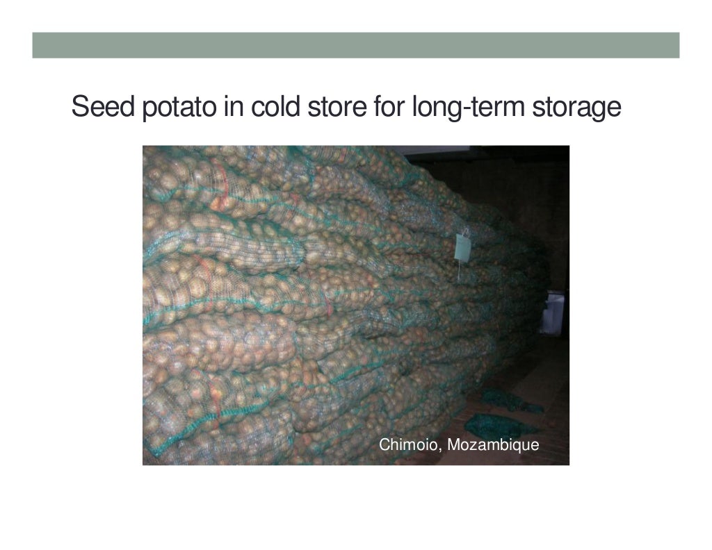 Potato post maturity management
