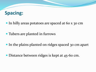 Between Potato Ridges Production technology of potato......... | PPTX