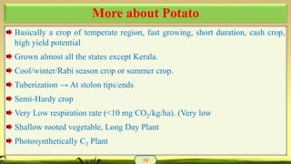 Basically a crop of temperate region, fast growing, short duration, cash crop,
high yield potential
Grown almost all the states except Kerala.
Cool/winter/Rabi season crop or summer crop.
Tuberization → At stolon tips/ends
Semi-Hardy crop
Very Low respiration rate (<10 mg CO2/kg/ha). (Very low
Shallow rooted vegetable, Long Day Plant
Photosynthetically C3 Plant
10
More about Potato
 