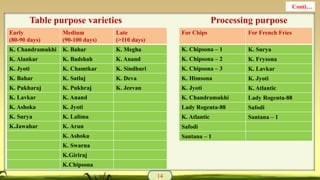 Table purpose varieties Processing purpose
14
Conti…
Early
(80-90 days)
Medium
(90-100 days)
Late
(>110 days)
K. Chandramukhi K. Bahar K. Megha
K. Alankar K. Badshah K. Anand
K. Jyoti K. Chamtkar K. Sindhuri
K. Bahar K. Satluj K. Deva
K. Pukharaj K. Pukhraj K. Jeevan
K. Lavkar K. Anand
K. Ashoka K. Jyoti
K. Surya K. Lalima
K.Jawahar K. Arun
K. Ashoka
K. Swarna
K.Giriraj
K.Chipsona
For Chips For French Fries
K. Chipsona – 1 K. Surya
K. Chipsona – 2 K. Frysona
K. Chipsona – 3 K. Lavkar
K. Himsona K. Jyoti
K. Jyoti K. Atlantic
K. Chandramukhi Lady Rogenta-88
Lady Rogenta-88 Safodi
K. Atlantic Santana – 1
Safodi
Santana – 1
 