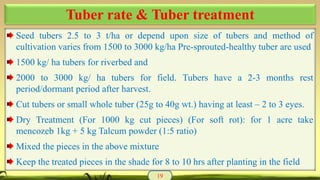 Seed tubers 2.5 to 3 t/ha or depend upon size of tubers and method of
cultivation varies from 1500 to 3000 kg/ha Pre-sprouted-healthy tuber are used
1500 kg/ ha tubers for riverbed and
2000 to 3000 kg/ ha tubers for field. Tubers have a 2-3 months rest
period/dormant period after harvest.
Cut tubers or small whole tuber (25g to 40g wt.) having at least – 2 to 3 eyes.
Dry Treatment (For 1000 kg cut pieces) (For soft rot): for 1 acre take
mencozeb 1kg + 5 kg Talcum powder (1:5 ratio)
Mixed the pieces in the above mixture
Keep the treated pieces in the shade for 8 to 10 hrs after planting in the field
19
Tuber rate & Tuber treatment
 