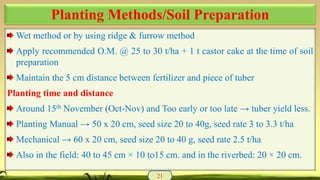 Wet method or by using ridge & furrow method
Apply recommended O.M. @ 25 to 30 t/ha + 1 t castor cake at the time of soil
preparation
Maintain the 5 cm distance between fertilizer and piece of tuber
Planting time and distance
Around 15th November (Oct-Nov) and Too early or too late → tuber yield less.
Planting Manual → 50 x 20 cm, seed size 20 to 40g, seed rate 3 to 3.3 t/ha
Mechanical → 60 x 20 cm, seed size 20 to 40 g, seed rate 2.5 t/ha
Also in the field: 40 to 45 cm × 10 to15 cm. and in the riverbed: 20 × 20 cm.
21
Planting Methods/Soil Preparation
 