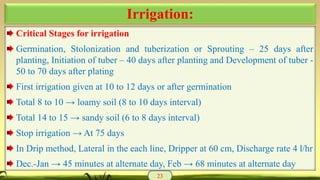 Critical Stages for irrigation
Germination, Stolonization and tuberization or Sprouting – 25 days after
planting, Initiation of tuber – 40 days after planting and Development of tuber -
50 to 70 days after plating
First irrigation given at 10 to 12 days or after germination
Total 8 to 10 → loamy soil (8 to 10 days interval)
Total 14 to 15 → sandy soil (6 to 8 days interval)
Stop irrigation → At 75 days
In Drip method, Lateral in the each line, Dripper at 60 cm, Discharge rate 4 l/hr
Dec.-Jan → 45 minutes at alternate day, Feb → 68 minutes at alternate day
23
Irrigation:
 