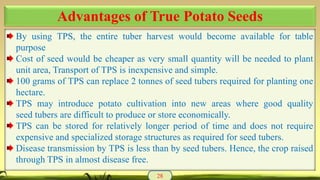 By using TPS, the entire tuber harvest would become available for table
purpose
Cost of seed would be cheaper as very small quantity will be needed to plant
unit area, Transport of TPS is inexpensive and simple.
100 grams of TPS can replace 2 tonnes of seed tubers required for planting one
hectare.
TPS may introduce potato cultivation into new areas where good quality
seed tubers are difficult to produce or store economically.
TPS can be stored for relatively longer period of time and does not require
expensive and specialized storage structures as required for seed tubers.
Disease transmission by TPS is less than by seed tubers. Hence, the crop raised
through TPS in almost disease free.
28
Advantages of True Potato Seeds
 