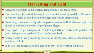 Harvesting of potato is done before temperature rises above 300C.
It is completed by end of January in eastern plains and by middle of February
in western plains to avoid rotting of tubers due to high temperature.
Harvesting is done manually with help of a spade or bullock-driven single row
plough or mechanically with help of potato digger.
Under good crop management, 350-450 quintals of marketable potatoes of
good quality can be produced from one hectare land
Average yield of early maturing varieties is 20 t/ha while that of late maturing
varieties is 30 t/h.
25 to 35 t / ha in field condition and 40 to 50 t /ha in riverbed condition
29
Harvesting and yield
 