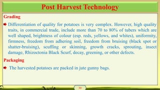 Grading
Differentiation of quality for potatoes is very complex. However, high quality
traits, in commercial trade, include more than 70 to 80% of tubers which are
well shaped, brightness of colour (esp. reds, yellows, and whites), uniformity,
firmness, freedom from adhering soil, freedom from bruising (black spot or
shatter-bruising), scuffing or skinning, growth cracks, sprouting, insect
damage, Rhizoctonia Black Scurf, decay, greening, or other defects.
Packaging
The harvested potatoes are packed in jute gunny bags.
30
Post Harvest Technology
 