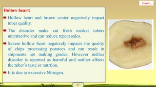 Hollow heart:
Hollow heart and brown center negatively impact
tuber quality.
The disorder make cut fresh market tubers
unattractive and can reduce repeat sales.
Severe hollow heart negatively impacts the quality
of chips processing potatoes and can result in
shipments not making grades, However neither
disorder is reported as harmful and neither affects
the tuber’s taste or nutrtion.
It is due to excessive Nitrogen.
37
Conti…
 