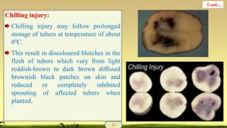 Chilling injury:
Chilling injury may follow prolonged
storage of tubers at temperature of about
00C.
This result in discoloured blotches in the
flesh of tubers which vary from light
reddish-brown to dark brown diffused
brownish black patches on skin and
reduced or completely inhibited
sprouting of affected tubers when
planted.
37
Conti…
 