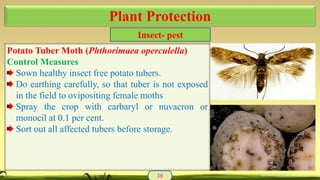 Potato Tuber Moth (Phthorimaea operculella)
Control Measures
Sown healthy insect free potato tubers.
Do earthing carefully, so that tuber is not exposed
in the field to ovipositing female moths
Spray the crop with carbaryl or nuvacron or
monocil at 0.1 per cent.
Sort out all affected tubers before storage.
38
Plant Protection
Insect- pest
 