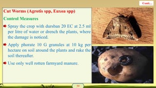 Cut Worms (Agrotis spp, Euxoa spp)
Control Measures
Spray the crop with dursban 20 EC at 2.5 ml
per litre of water or drench the plants, where
the damage is noticed.
Apply phorate 10 G granules at 10 kg per
hectare on soil around the plants and rake the
soil thereafter.
Use only well rotten farmyard manure.
39
Conti…
 