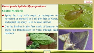 Green peach Aphids (Myzus persicae)
Control Measures
Spray the crop with rogor or metasystox or
nuvacron or monocil at 1 ml per liter of water,
and repeat the spray 10 to 12 days interval
Cut the haulms in the first week of January to
check the transmission of virus through seed
potatoes.
3
Conti…
 