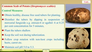 Common Scab of Potato (Streptomyces scabies)
Control Measures
Obtain healthy, disease free seed tubers for planting.
Disinfect the tubers by dipping in suspension of
mercurial fungicide e.g. emisan-6 or agallol- 6 at 0.25
per cent concentration for 5 minutes,
Plant the tubers shallow.
Keep the soil wet during tuberization.
Follow crop rotation with non-host crops including
beets, carrot etc.
Maintain soil pH 5.0 to 5.3.
3
Conti…
 