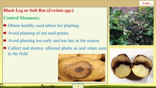 Black Leg or Soft Rot (Erwinia spp.)
Control Measures:
Obtain healthy seed tubers for planting.
Avoid planting of cut seed potato.
Avoid planting too early and too late in the season.
Collect and destroy affected plants as and when seen
in the field.
3
Conti…
 