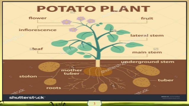 potato-ppt