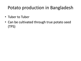 Potato production in Bangladesh
• Tuber to Tuber
• Can be cultivated through true potato seed
(TPS)
 