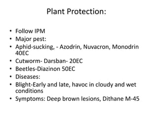 Potato production in Bangladesh presentation | PPTX