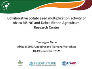 Collaborative potato seed multiplication activity of
Africa RISING and Debre Birhan Agricultural
Research Center
Temesgen Alene
Africa RISING Updating and Planning Workshop
18-19 November 2021
 