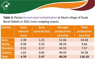 Table 3. Potato formal seed multiplication at Mush village of Gudo
Beret Kebele in 2021 main cropping season.
Variety Seed
amount
(ton)
Area
covered (ha)
Average
productivity
(ton/ha)
Total
production
(ton/ha)
Gera 2.38 1.25 51.66 64.58
Belete 0.38 0.20 48.29 9.66
Shenkola 0.32 0.17 44.55 7.57
Gudene 1.62 0.85 40.45 34.38
Total 4.70 2.47 46.24 116.19
 