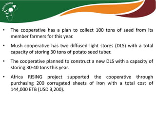 • The cooperative has a plan to collect 100 tons of seed from its
member farmers for this year.
• Mush cooperative has two diffused light stores (DLS) with a total
capacity of storing 30 tons of potato seed tuber.
• The cooperative planned to construct a new DLS with a capacity of
storing 30-40 tons this year.
• Africa RISING project supported the cooperative through
purchasing 200 corrugated sheets of iron with a total cost of
144,000 ETB (USD 3,200).
 