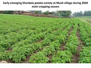 Early emerging Shenkola potato variety at Mush village during 2020
main cropping season
 