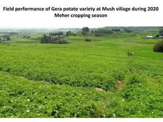 Field performance of Gera potato variety at Mush village during 2020
Meher cropping season
 