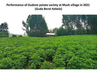 Performance of Gudene potato variety at Mush village in 2021
(Gudo Beret Kebele)
 