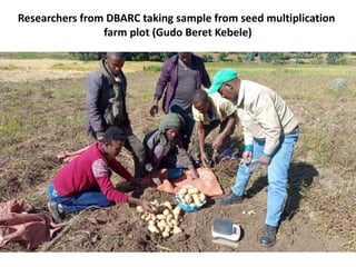 Researchers from DBARC taking sample from seed multiplication
farm plot (Gudo Beret Kebele)
 