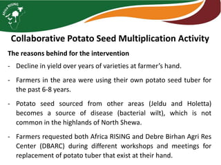 Collaborative Potato Seed Multiplication Activity
The reasons behind for the intervention
- Decline in yield over years of varieties at farmer’s hand.
- Farmers in the area were using their own potato seed tuber for
the past 6-8 years.
- Potato seed sourced from other areas (Jeldu and Holetta)
becomes a source of disease (bacterial wilt), which is not
common in the highlands of North Shewa.
- Farmers requested both Africa RISING and Debre Birhan Agri Res
Center (DBARC) during different workshops and meetings for
replacement of potato tuber that exist at their hand.
 