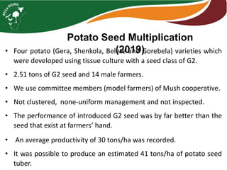 Potato Seed Multiplication
(2019)
• Four potato (Gera, Shenkola, Belete and Gorebela) varieties which
were developed using tissue culture with a seed class of G2.
• 2.51 tons of G2 seed and 14 male farmers.
• We use committee members (model farmers) of Mush cooperative.
• Not clustered, none-uniform management and not inspected.
• The performance of introduced G2 seed was by far better than the
seed that exist at farmers’ hand.
• An average productivity of 30 tons/ha was recorded.
• It was possible to produce an estimated 41 tons/ha of potato seed
tuber.
 