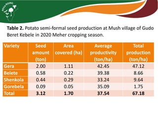 Table 2. Potato semi-formal seed production at Mush village of Gudo
Beret Kebele in 2020 Meher cropping season.
Variety Seed
amount
(ton)
Area
covered (ha)
Average
productivity
(ton/ha)
Total
production
(ton/ha)
Gera 2.00 1.11 42.45 47.12
Belete 0.58 0.22 39.38 8.66
Shenkola 0.44 0.29 33.24 9.64
Gorebela 0.09 0.05 35.09 1.75
Total 3.12 1.70 37.54 67.18
 