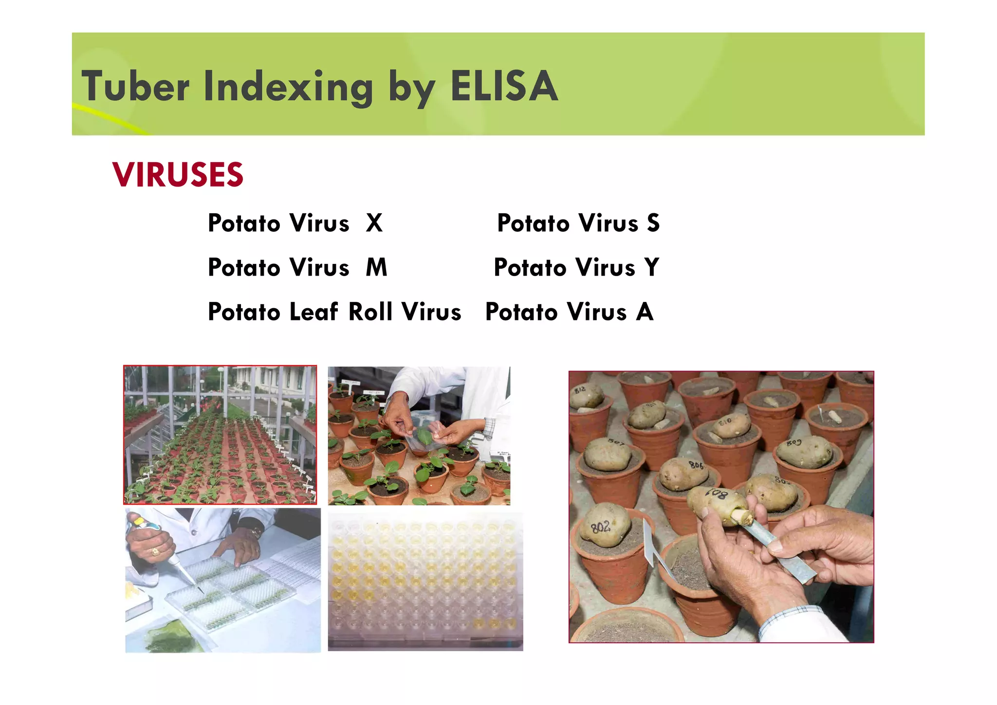 Potato seed production systems | PDF