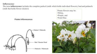 Inflorescence
The term inflorescence includes the complete pedicel (stalk which holds individual flowers), bud and peduncle
(stalk that holds flower clusters)
Potato Inflorescence
Potato flowers may be:
•White,
•Purple, and
•Faint blue.
 