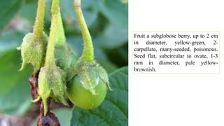 Fruit a subglobose berry, up to 2 cm
in diameter, yellow-green, 2-
carpellate, many-seeded, poisonous.
Seed flat, subcircular to ovate, 1-3
mm in diameter, pale yellow-
brownish.
 