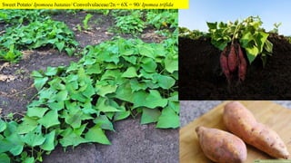 Sweet Potato/ Ipomoea batatas/ Convolvulaceae/2n = 6X = 90/ Ipomea trifida
 