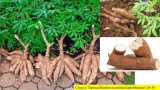 Cassava/ Tapioca/Manihot esculenta/Euphorbiaceae/ 2n=36
 