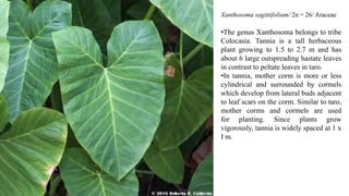 Xanthosoma sagittifolium/ 2n = 26/ Araceae
•The genus Xanthosoma belongs to tribe
Colocasia. Tannia is a tall herbaceous
plant growing to 1.5 to 2.7 m and has
about 6 large outspreading hastate leaves
in contrast to peltate leaves in taro.
•In tannia, mother corm is more or less
cylindrical and surrounded by cormels
which develop from lateral buds adjacent
to leaf scars on the corm. Similar to taro,
mother corms and cormels are used
for planting. Since plants grow
vigorously, tannia is widely spaced at 1 x
I m.
 