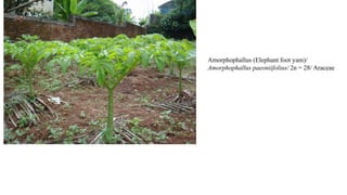 Amorphophallus (Elephant foot yam)/
Amorphophallus paeoniifolius/ 2n = 28/ Araceae
 