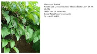 Dioscorea/ Araceae
Greater yam (Dioscorea alata) (Hindi : Ratula) (2n = 20, 30,
40-80)
White yam (D. rotundata)
Lesser Yam Dioscorea esculenta
2n = 40,60,90,100
 